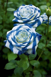 Rose Seeds for colorful blooms in the Green Garden