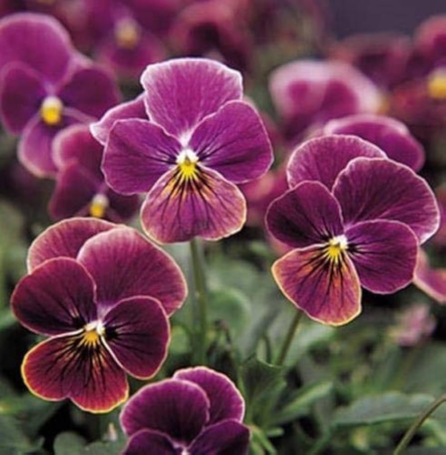 Viola Sorbet Black Delight flower seeds for dramatic annual color beds