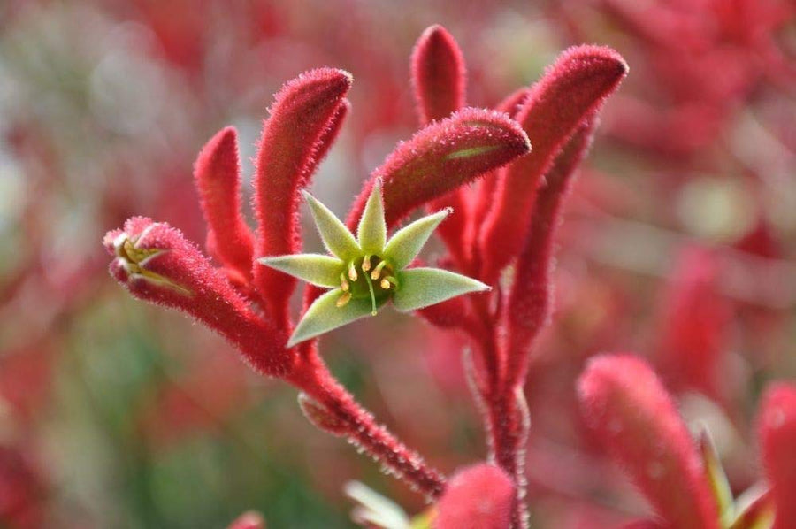 Kangaroo Paw Flower (Anigozanthos flavidus) seeds for garden or bonsai planting