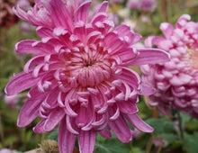 Chrysanthemum Chrysanthemum Morifolium flower Seeds for growers filling out the kitchen garden borders and indoor pots