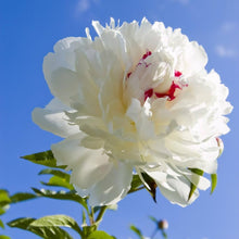 Army Green: Peony Seeds for a lasting addition to the Balcony * Home Garden Decoration
