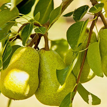 Bartlett Pear Seeds (Pyrus communis) grown for home orchards or fruit tree cultivation