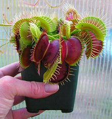 Venus Fly Trap Seeds (Dionaea muscipula) for seasonal color across the indoor pots and home garden