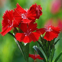 Dianthus Ideal Seeds (Series violet) for seasonal color across the vibrant garden borders