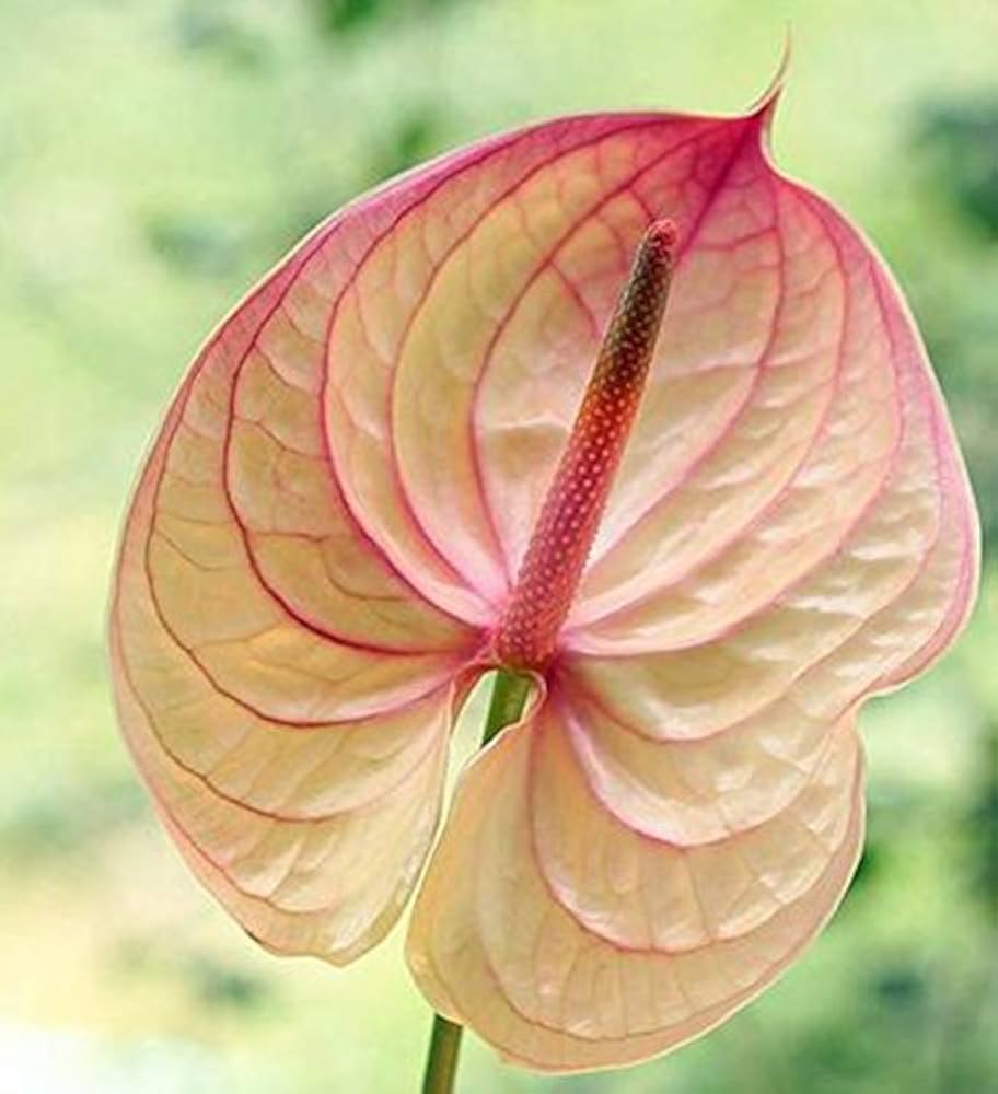 Anthurium Andraeanu rare flower seeds