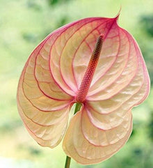 Anthurium Andraeanu rare flower seeds