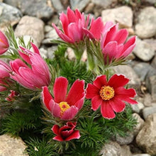 Anemone Pulsatilla Samen ~ red Bell (PasqueFlowers) Samen Stauden Seeds for growers seeking a long-blooming display