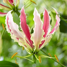 Gloriosa Lily Plant
