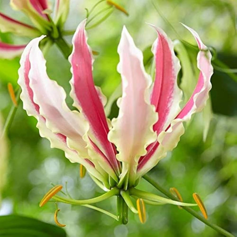Gloriosa Lily Plant