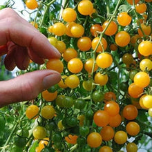Currant Yellow Tomato Seeds for growers stocking a kitchen garden