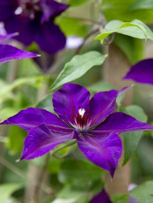 Clematis flower Seeds (Clematis spp.) for trellises and fences in the climbing garden spaces or vertical trellises