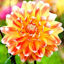 Dahlia Zheltaya Lenta Dahlia Pinnata Seeds for planting in flower bed