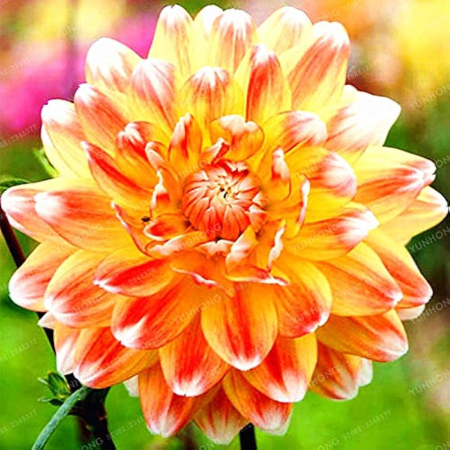 Dahlia Zheltaya Lenta Dahlia Pinnata Seeds for planting in flower bed