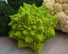 Organic Italian Heirloom Broccoli Romanesco Seeds for growers stocking a kitchen garden