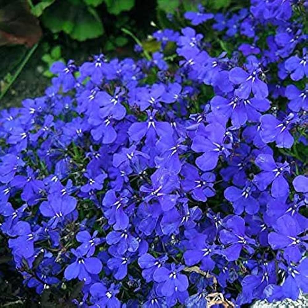 Wonderland Series Blue Alyssum (Lobularia maritima) for planting in flower bed