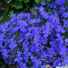 Wonderland Series Blue Alyssum (Lobularia maritima) for planting in flower bed