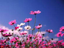 Cosmos Bipinnatus Seeds for gardeners building out beds and borders