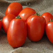 Giallo Grandi Amish Tomato Seeds prized among growers for rich, Sweet Flavor