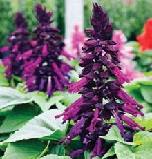 Salvia Salsa Lila Seeds for cooks growing their own fresh herbs