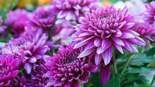 Chrysanthemum Seeds for a colorful addition to any planting