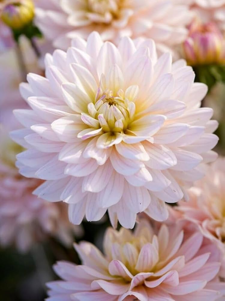Baby pink dahlia flower seeds