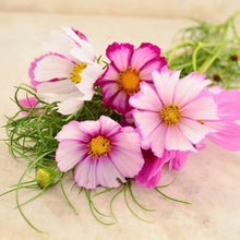 Cosmos Candy Stripe Seeds (Cosmos bipinnatus) for a bright addition to the ornamental backyard garden planting