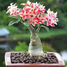 Rose Rosa Spp. Bonsai Seeds for a lasting addition to the landscape