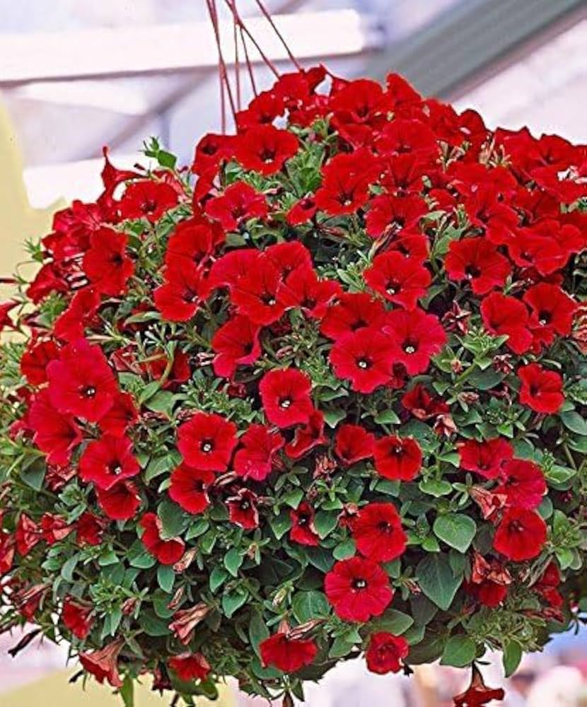 Double Petals Petunia Seeds valued for bonsai