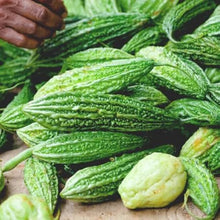 Bitter Gourd Seeds (Momordica charantia) for a reliable harvest in the tropical vegetable patches and home gardens