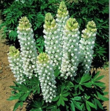 Lupin Lupinus Polyphyllus White Russell Seeds known for cottage Vertical Accents