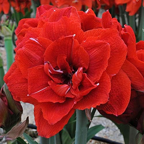 Amaryllis and Barbados Lily Hippeastrum spp. flower seeds for planting in indoor pots or home garden - for planting in home garden