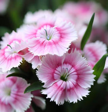 Dianthus Plumarius Mix Border Pinks Perennial Seeds for a colorful addition to any planting