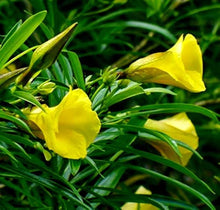 Oleander Yellow Color Seeds for seasonal color across the Bright Garden Blooms