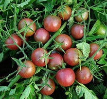 Sun (Zucker FT Hybrid Tomato Seeds – Fruity Yellow Tomato with Intense Sweetness) for planting in garden