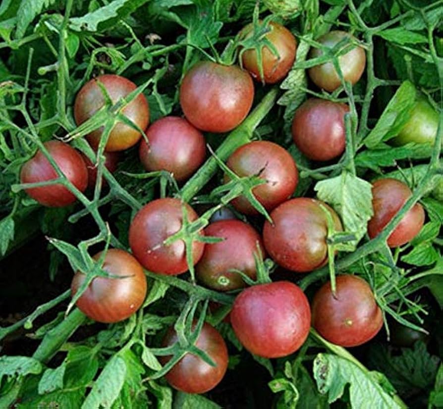 Black (Cherry Tomato Seeds – Heirloom Variety with Deep Color and Sweet Flavor) for planting in garden
