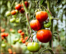 Tomato Seeds (Solanum lycopersicum) for a fresh homegrown crop from the Vegetable Home Garden