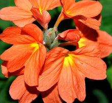 Fire Cracker Snap Dragon Plant Seeds for growers seeking a long-blooming display