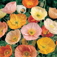 Giganteum Poppy Seeds (Papaver somniferum) for growers filling out the flower beds and wildflower gardens