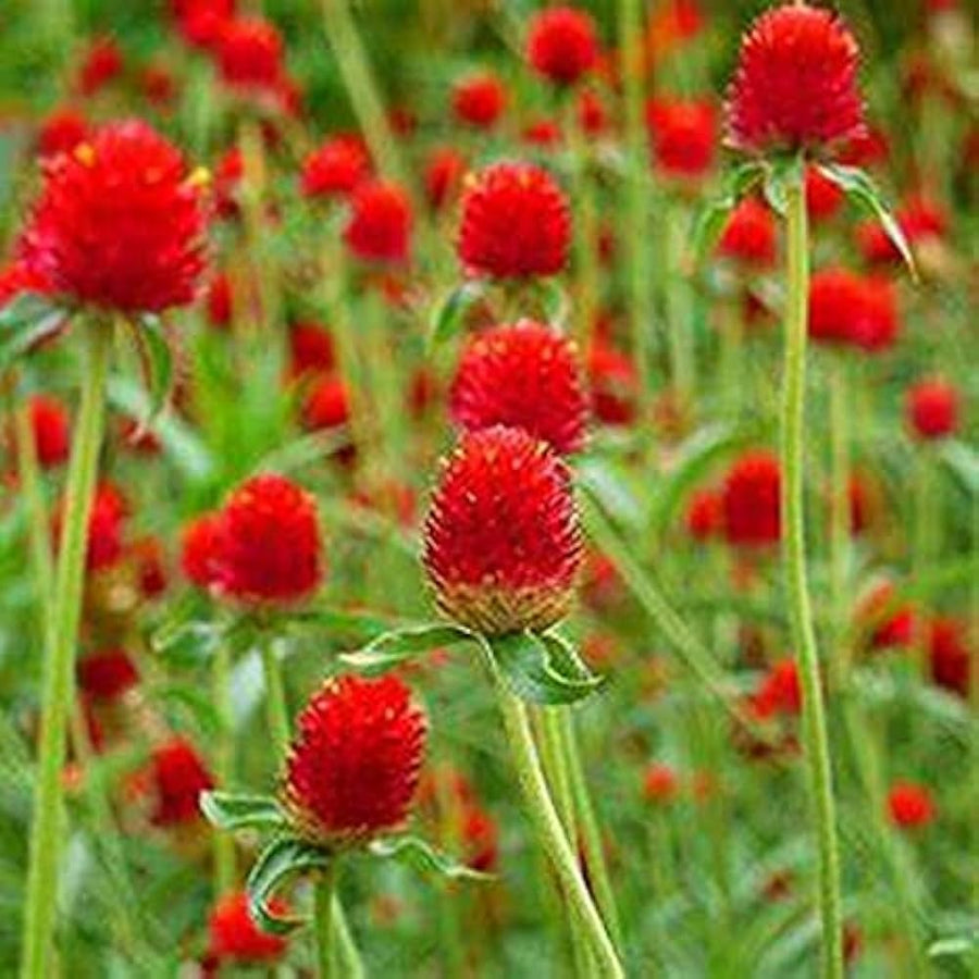Ranunculus Asiaticus Perennial Flower - for planting in home garden