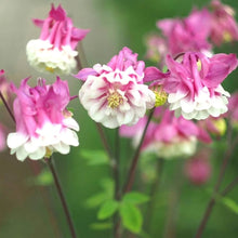 Columbine Pink Petticoat (Aquilegia spp.) seeds for garden planting