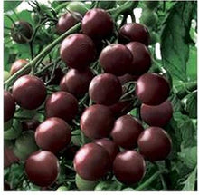 Sun Zucker FT Hybrid Tomato Seeds for growers stocking a kitchen garden