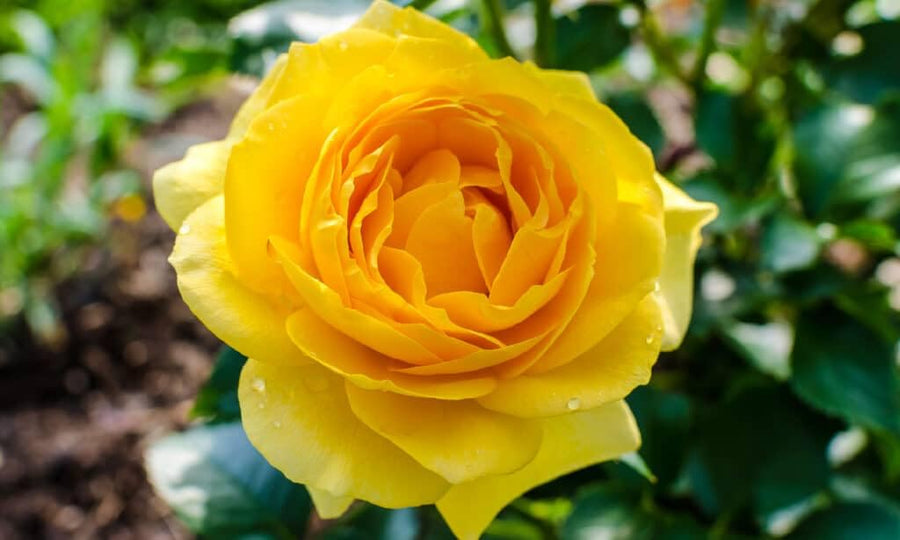 Lemon yellow Osiria rose flower seeds