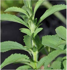 Stevia Rebaudiana Herbal Plants known for natural Sweetener
