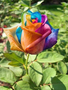 Rare Holland Rainbow Rose Mixed Colors Seeds for a colorful addition to any planting
