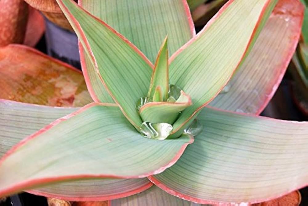 Coral Aloe ��������� Aloe striata ��������� for planting in flower bed