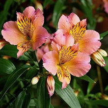 Peruvian Lily Seeds (Alstroemeria spp.) for a bright addition to the Flower Bed