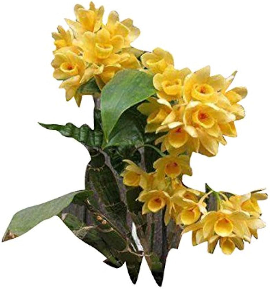 Dendrobium orchid flowering plant seeds