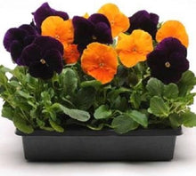 Halloween Mix Pansy Seeds for a bright addition to the flower bed