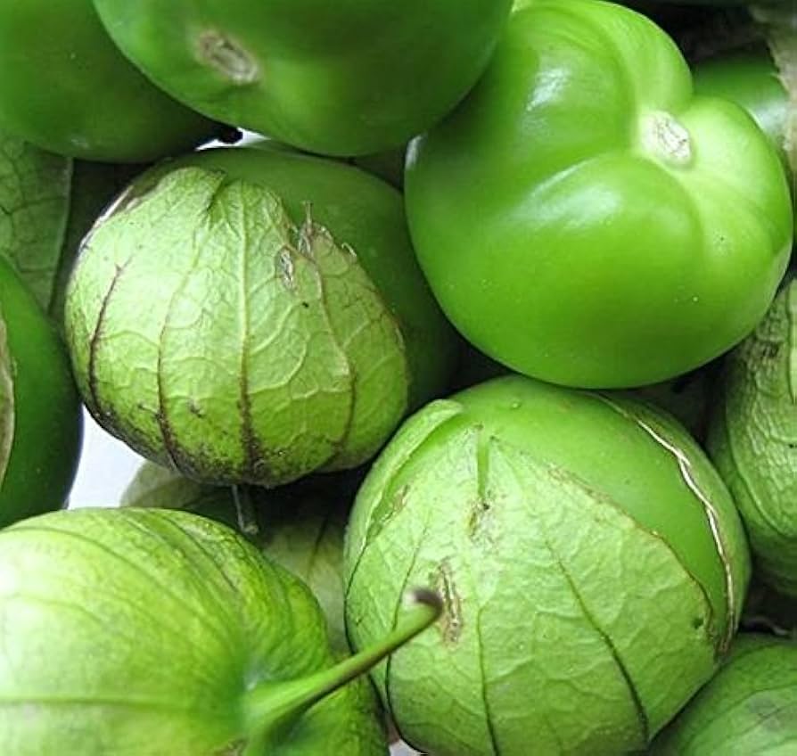Konditer (Tomatillo Seeds – Sweet Husk Tomato for Salsa and Culinary Use) for planting in garden