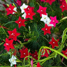 Cypress Seeds for reliable seasonal color